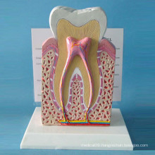 Human Normal Teeth Structure Model for Demonstration